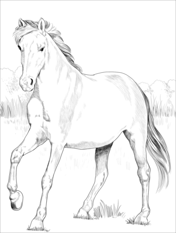 Spanish Mustang Coloring Page